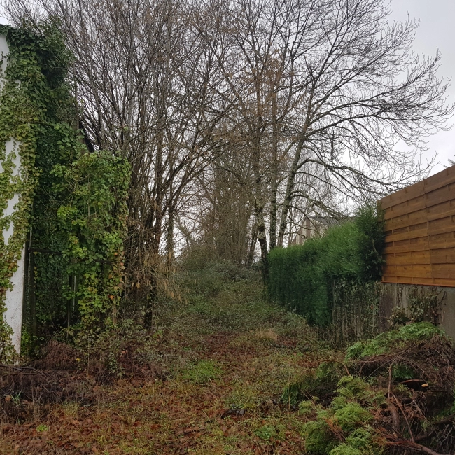 Avant débroussaillage